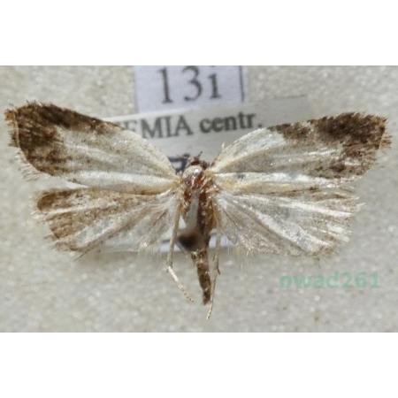 Acleris variegana (Denis & Schiffermüller, 1775) Czech13i